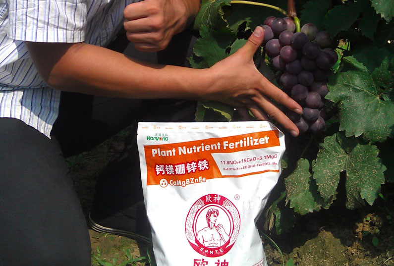 葡萄 (3).jpg