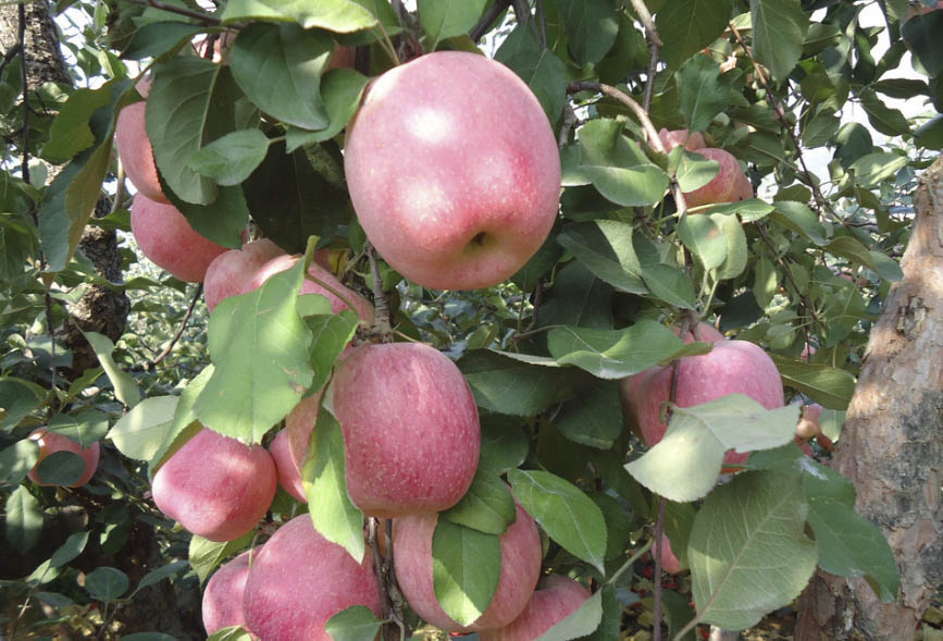 山東蘋果 (4).jpg