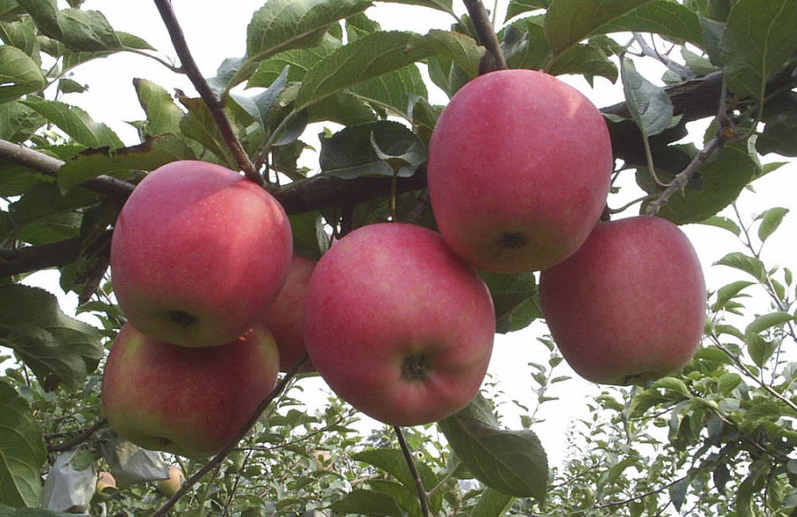 山東蘋果 (3).jpg