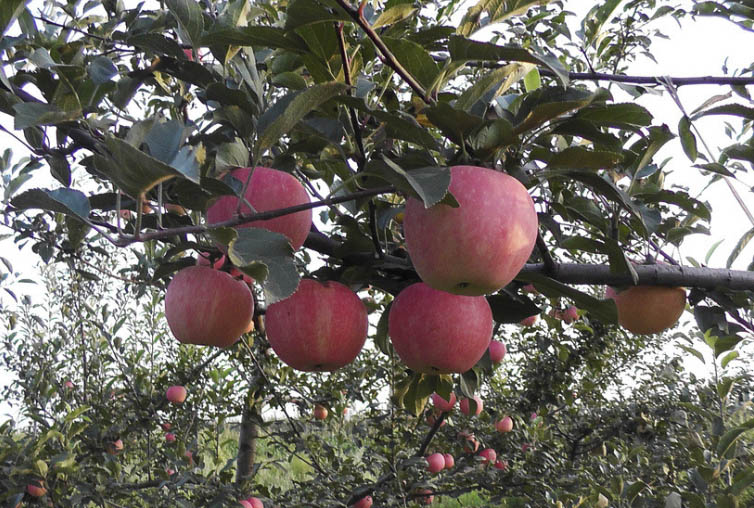 山東蘋果 (5).jpg