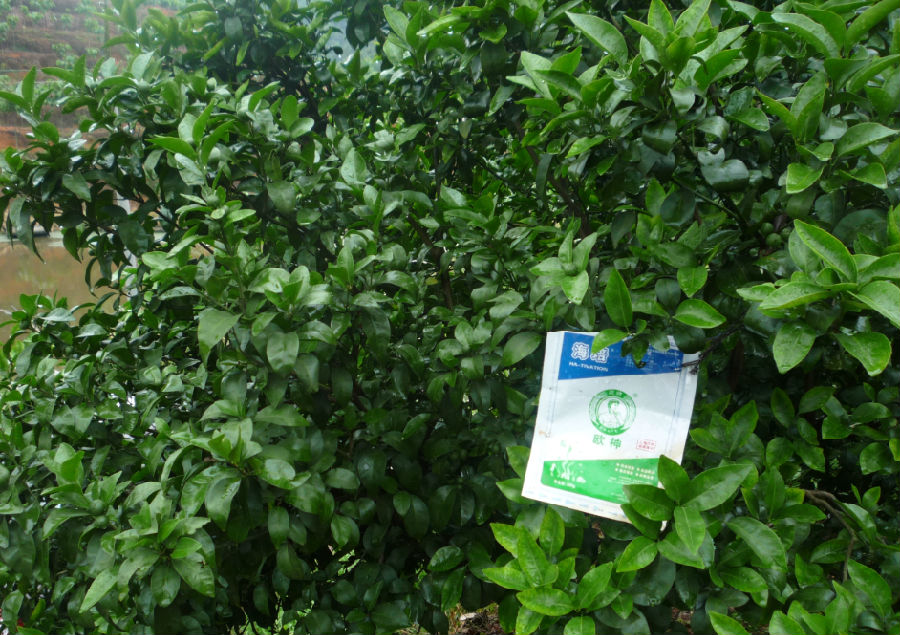 粵西柑橘使用.JPG