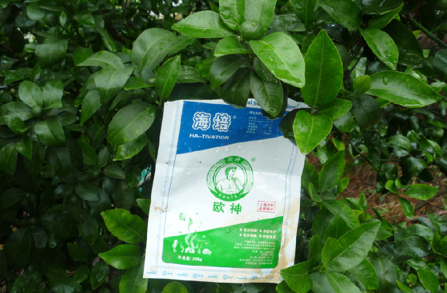粵西柑橘使用2.JPG