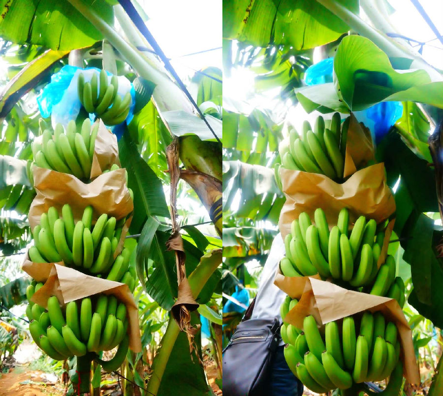 香蕉成色.jpg