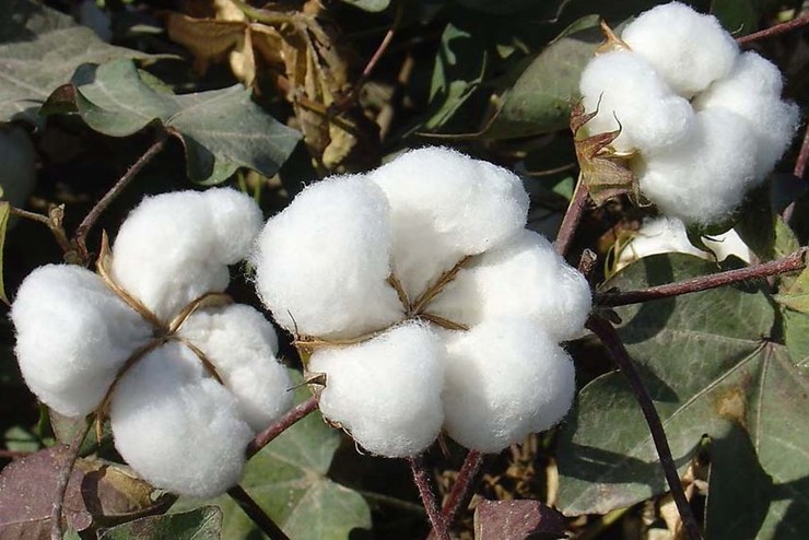 棉花.jpg